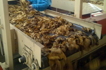 Processamento de folhas verdes