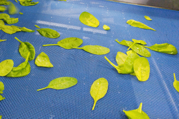 As Correias de malha Ultrascreen são fabricadas com monofilamentos de poliéster e com reforços laterais e longitudinais para uma maior estabilidade. Todas as correias possuem margens totalmente fechadas para uma maior higiene e segurança. São a escolha ideal sempre que necessita de drenagem, por exemplo, no processamento de vegetais, fruta e marisco.