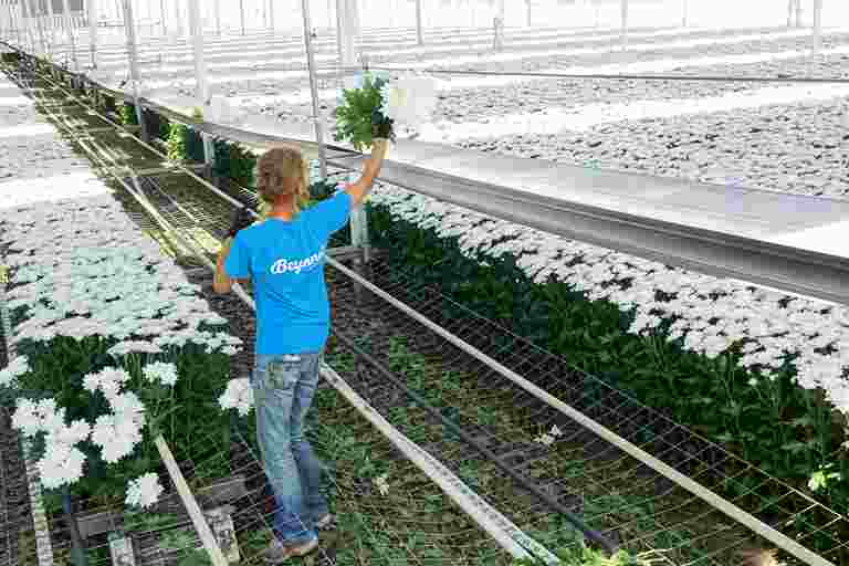 Snijbloemen, potplanten en bomenkwekerij